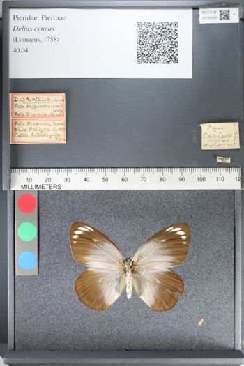 Media type: image;   Entomology 130436